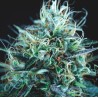 PURPLE URKLE X BLUE PYRAMID  · Pyramid Seeds · semillas de marihuana · Fem