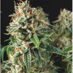 SUPER OG KUSH FAST · Pyramid Seeds · semi di canapa · Fem
