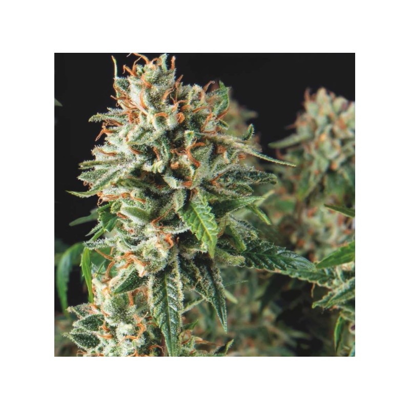 SUPER OG KUSH FAST · Pyramid Seeds · semillas de marihuana · Fem