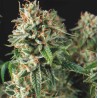 SUPER OG KUSH FAST · Pyramid Seeds · semi di canapa · Fem
