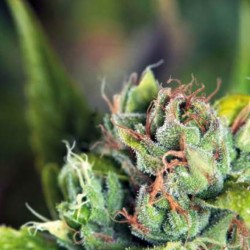 TAHOE CURE · Pyramid Seeds · semillas de marihuana · Fem