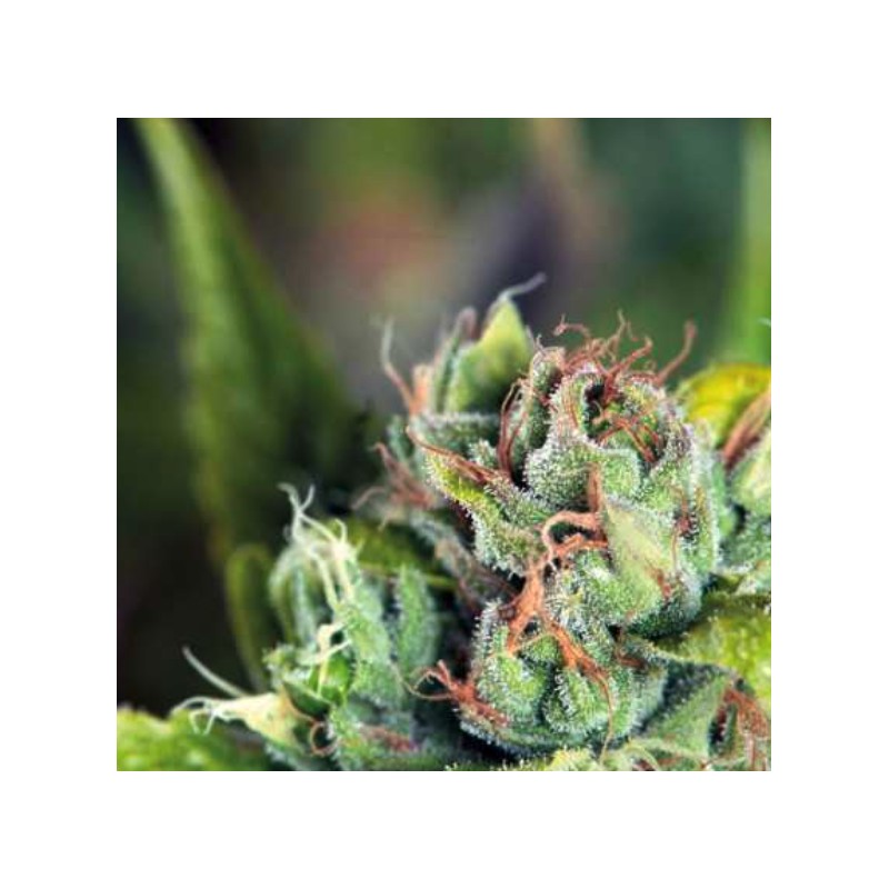TAHOE CURE · Pyramid Seeds · semillas de marihuana · Fem