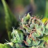 TAHOE CURE · Pyramid Seeds · semi di canapa · Fem