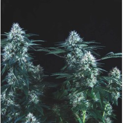 TUTANKHAMON FAST · Pyramid Seeds · semi di canapa · Fem