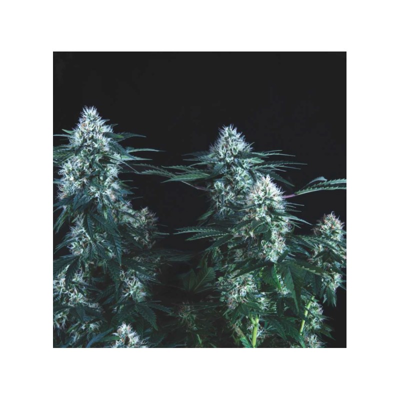 TUTANKHAMON FAST · Pyramid Seeds · semi di canapa · Fem