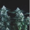 TUTANKHAMON FAST · Pyramid Seeds · cannabis seeds · Fem