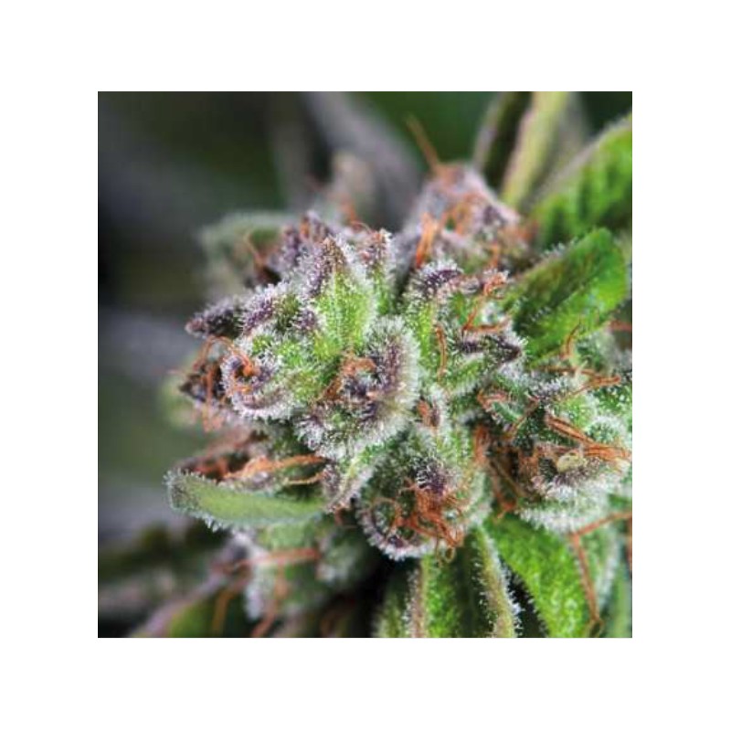 WATERMELON ZKITTLEZ · Pyramid Seeds · semillas de marihuana · Fem