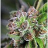 WATERMELON ZKITTLEZ · Pyramid Seeds · semillas de marihuana · Fem