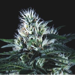 WEMBLEY FAST · Pyramid Seeds · semillas de marihuana · Fem
