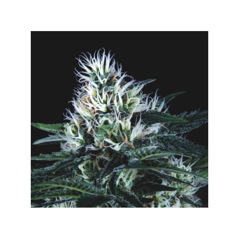 WEMBLEY FAST · Pyramid Seeds · semillas de marihuana · Fem