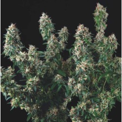 TUTANKHAMON X COOKIES USA · Pyramid Seeds · semi di canapa · Fem