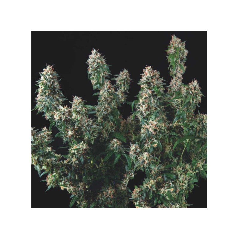 TUTANKHAMON X COOKIES USA · Pyramid Seeds · semillas de marihuana · Fem