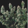 TUTANKHAMON X COOKIES USA · Pyramid Seeds · semillas de marihuana · Fem