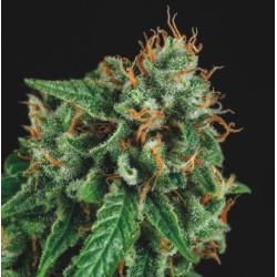TUTANKHAMON X GORILLA GLUE · Pyramid Seeds · semillas de marihuana · Fem