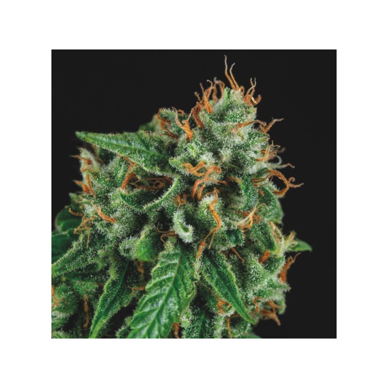 TUTANKHAMON X GORILLA GLUE · Pyramid Seeds · cannabis seeds · Fem
