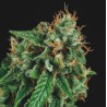 TUTANKHAMON X GORILLA GLUE · Pyramid Seeds · semi di canapa · Fem