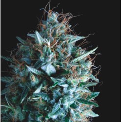 TUTANKHAMON X RUNTZ · Pyramid Seeds · semi di canapa · Fem
