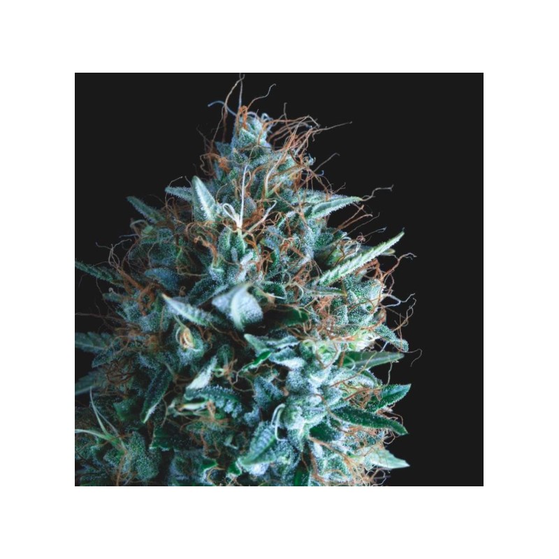 TUTANKHAMON X RUNTZ · Pyramid Seeds · semi di canapa · Fem