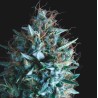 TUTANKHAMON X RUNTZ · Pyramid Seeds · semillas de marihuana · Fem