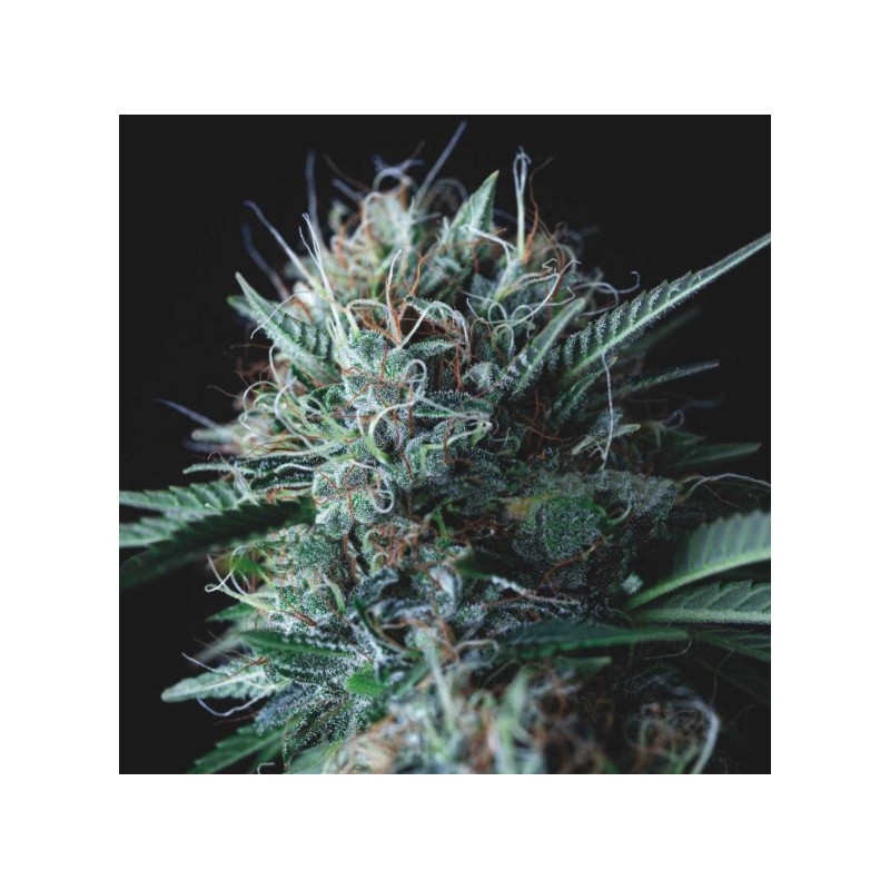 WEMBLEY X MENDOCINO · Pyramid Seeds · semillas de marihuana · Fem