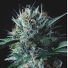 WEMBLEY X MENDOCINO · Pyramid Seeds · semillas de marihuana · Fem