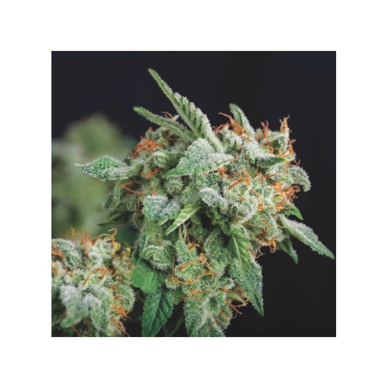 NORTHERN LIGHTS X RUNTZ · Pyramid Seeds · cannabis seeds · Fem