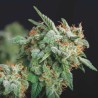 NORTHERN LIGHTS X RUNTZ · Pyramid Seeds · semillas de marihuana · Fem