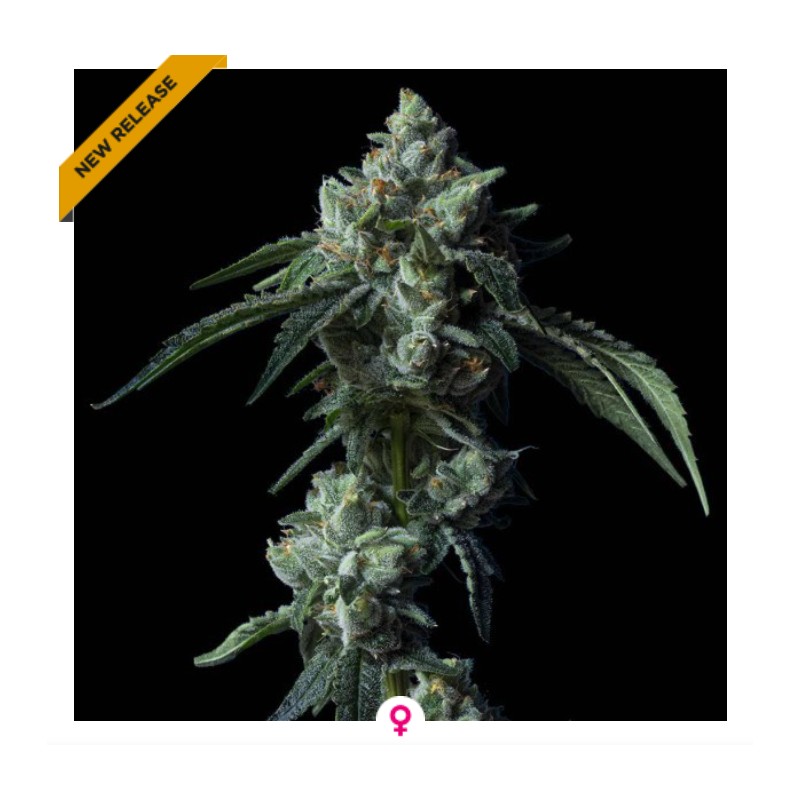 CHALLAH BREAD · DNA Genetics · semi di canapa indiana · Fem