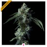 CHALLAH BREAD · DNA Genetics · cannabis seeds · Fem