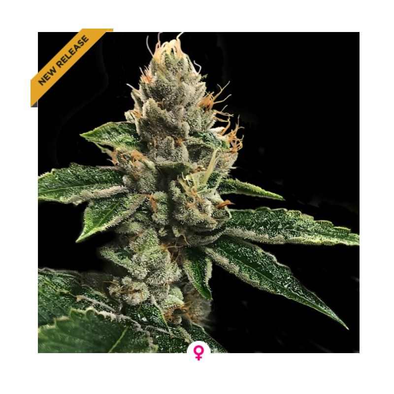 RP 43 AKA RICHARD PETTY · DNA Genetics · semillas de marihuana · Fem