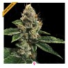 RP 43 AKA RICHARD PETTY · DNA Genetics · semillas de marihuana · Fem