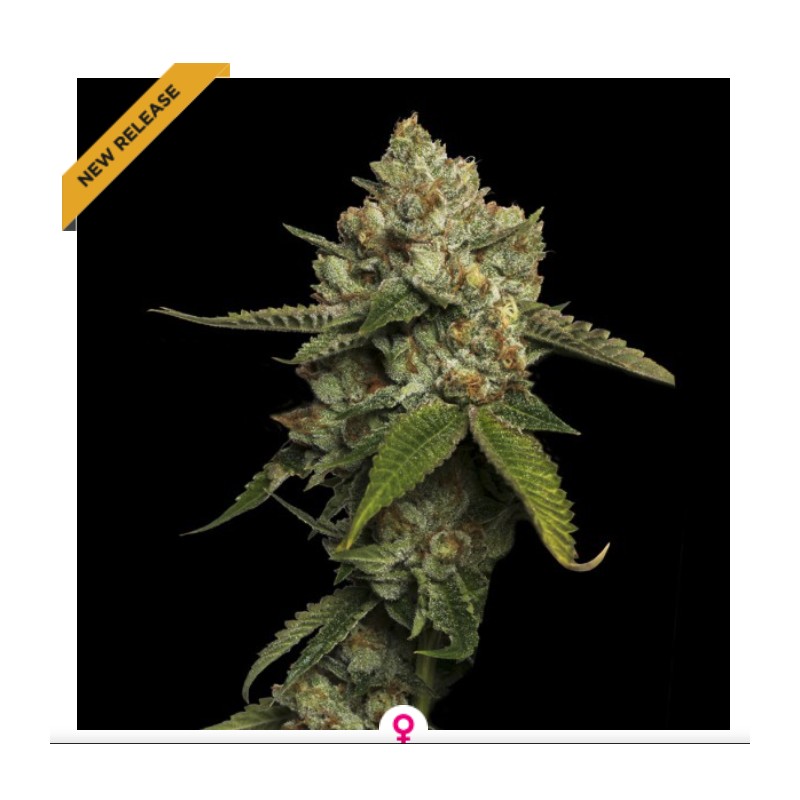 KOSHER PROPHET · DNA Genetics · semi di canapa indiana · Fem