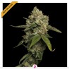 KOSHER PROPHET · DNA Genetics · semi di canapa indiana · Fem