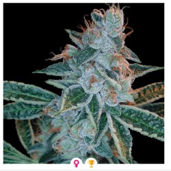 LEMON OG KUSH · DNA...