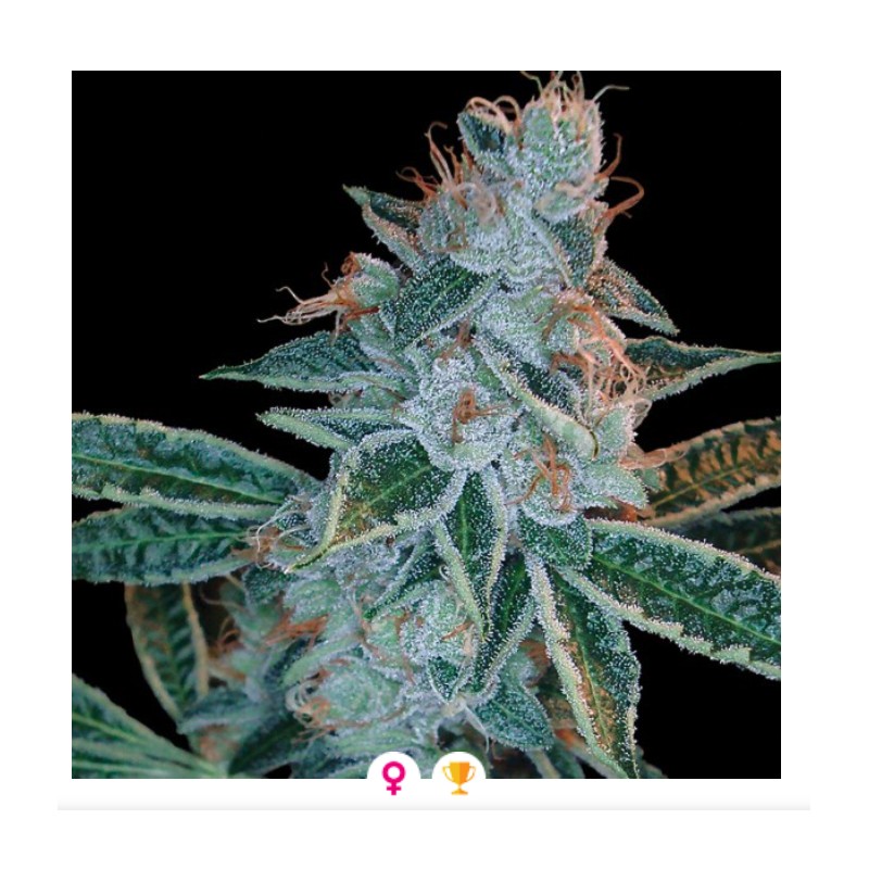LEMON OG KUSH · DNA Genetics · cannabis seeds · Fem