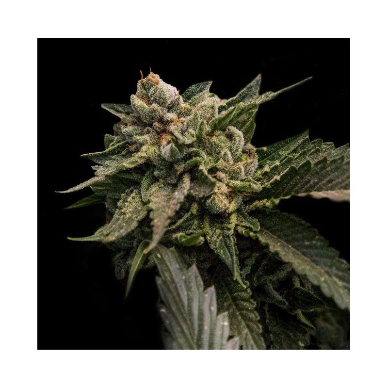 STRAWBERRY SORBET · DNA Genetics · cannabis seeds · Fem