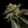 STRAWBERRY SORBET · DNA Genetics · cannabis seeds · Fem