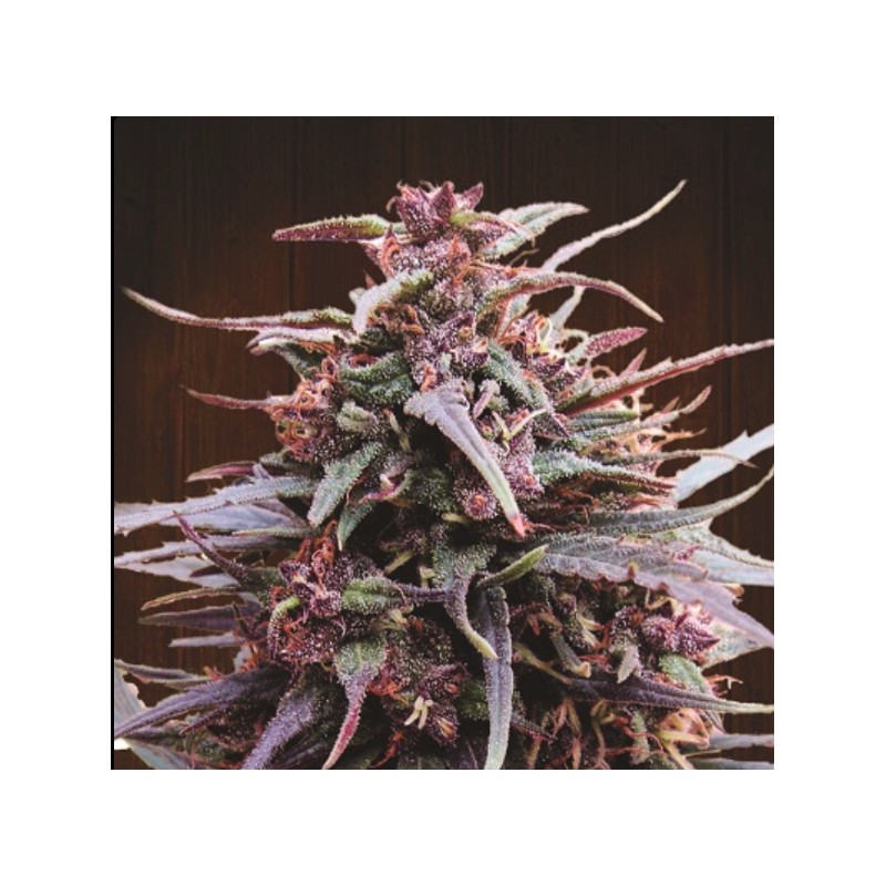 PURPLE HAZE X MALAWI · Ace Seeds · semillas de marihuana · Fem
