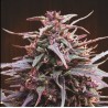 PURPLE HAZE X MALAWI · Ace Seeds · semillas de marihuana · Fem