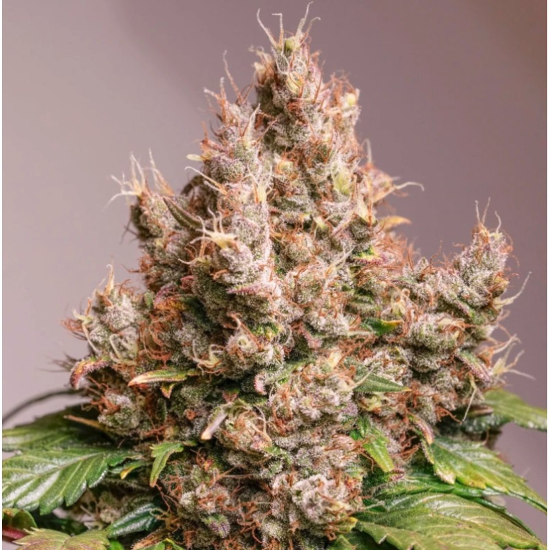 AUTO RED TROPICANA COOKIES · Dutch Passion · semillas de marihuana · Auto Fem