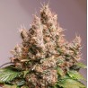 AUTO RED TROPICANA COOKIES · Dutch Passion · semillas de marihuana · Auto Fem