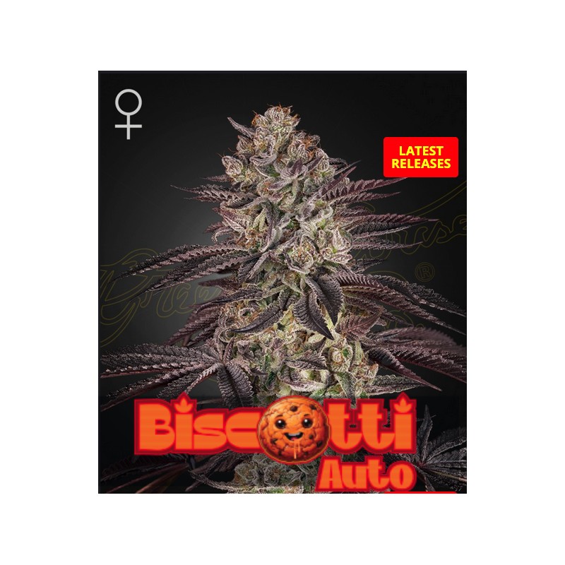 BISCOTTI AUTO · Green House Seeds · semillas de marihuana · AutoFem