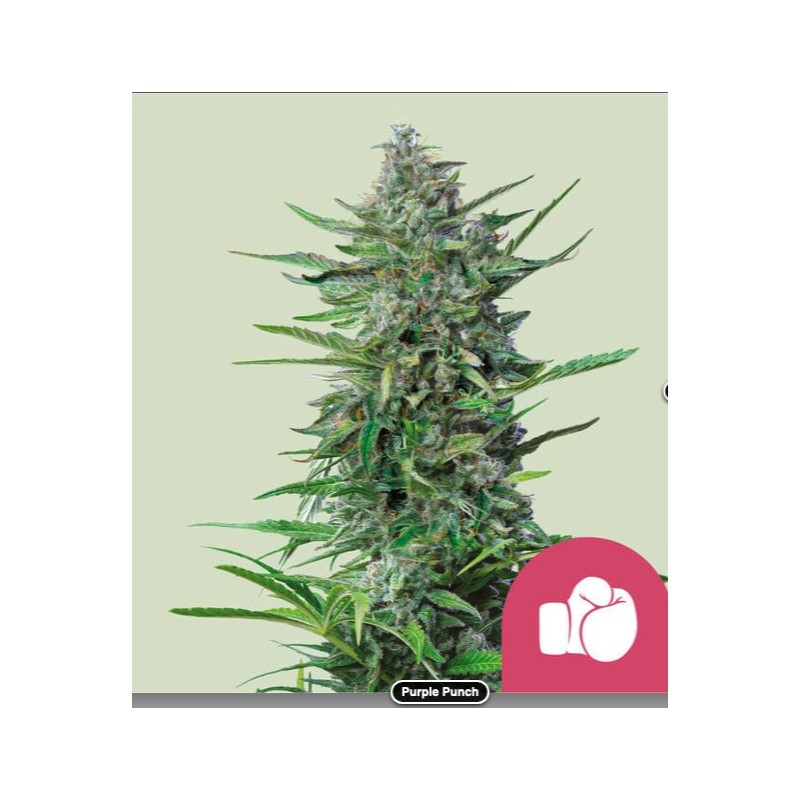 PURPLE PUNCH · Royal Queen Seeds · semillas de marihuana · Fem