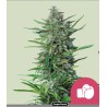 PURPLE PUNCH · Royal Queen Seeds · semillas de marihuana · Fem