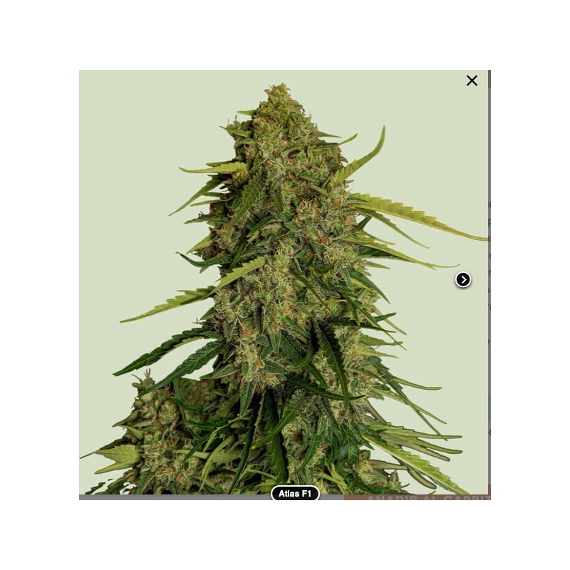 ATLAS F1 · Royal Queen Seeds · cannabis seeds · Fem