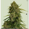 ATLAS F1 · Royal Queen Seeds · semillas de marihuana · Fem