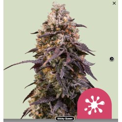 STICKY QUEEN · Royal Queen...