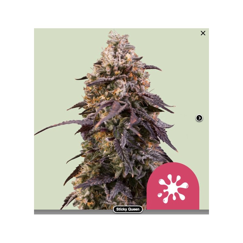 STICKY QUEEN · Royal Queen Seeds · semi di canapa indiana · Fem