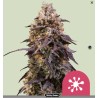 STICKY QUEEN · Royal Queen Seeds · semillas de marihuana · Fem