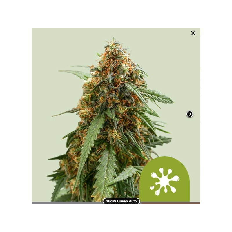 STICKY QUEEN AUTO · Royal Queen Seeds · semillas de marihuana · AutoFem